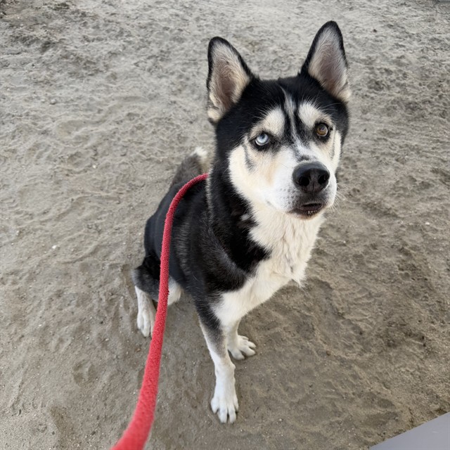 Blue, a Siberian Husky, available for adoption