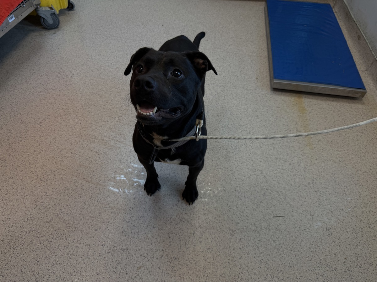 Other Photos of thie Dog