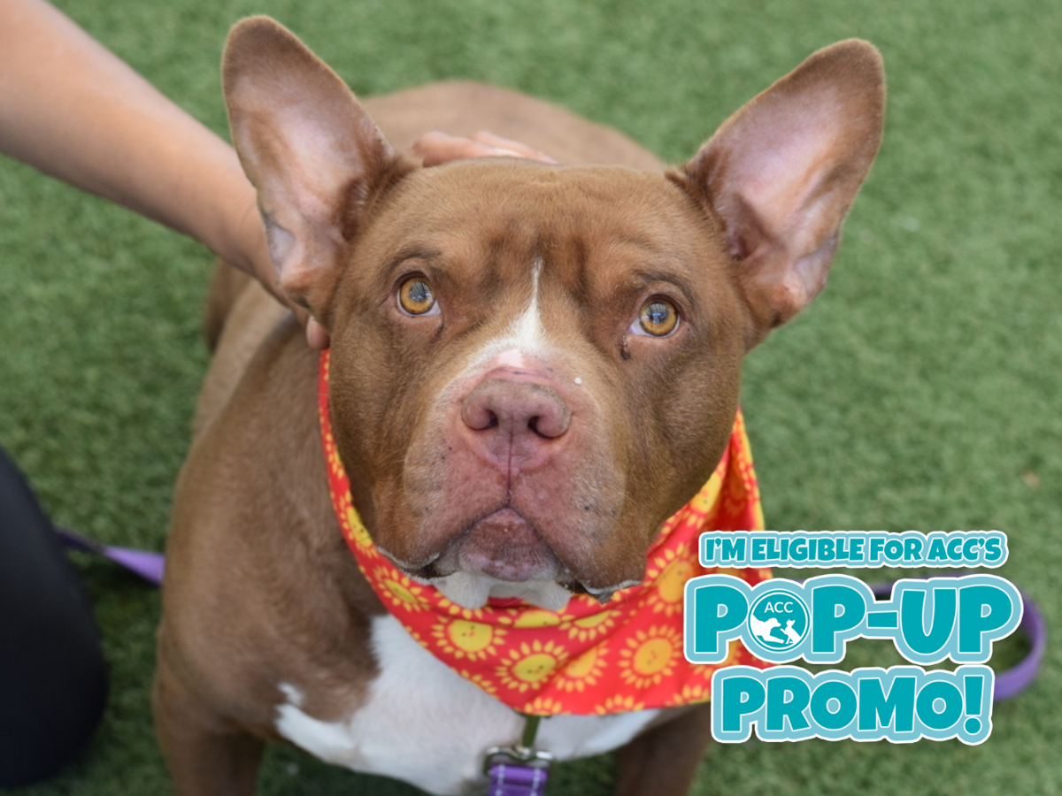Valentino, a Pit Bull Terrier, available for adoption