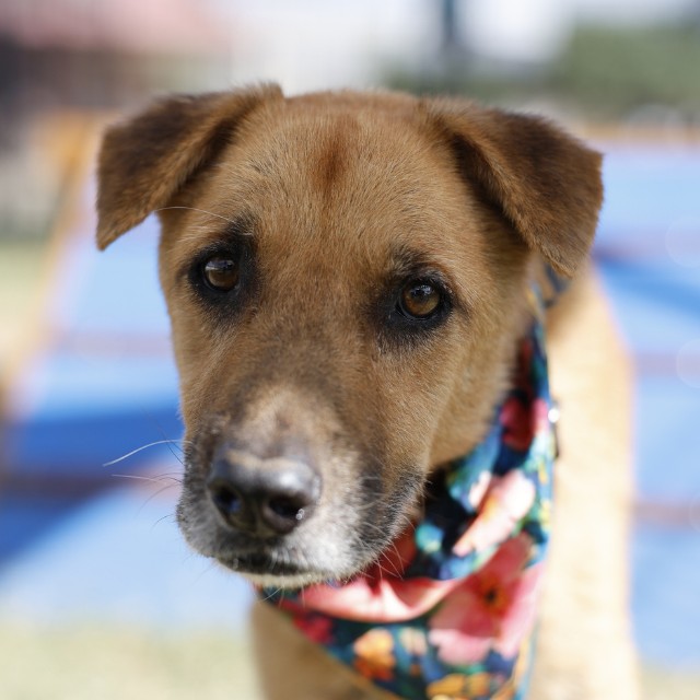 Chloe, a Shepherd (mix breed), available for adoption