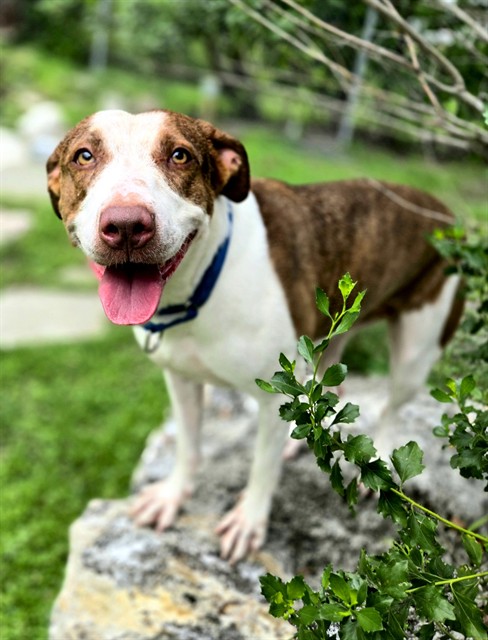 Althea, a Pointer, available for adoption