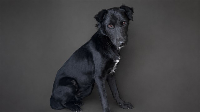 Alia, a Flat-coated Retriever, available for adoption