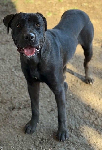 Jesse, a Labrador Retriever (mix breed), available for adoption