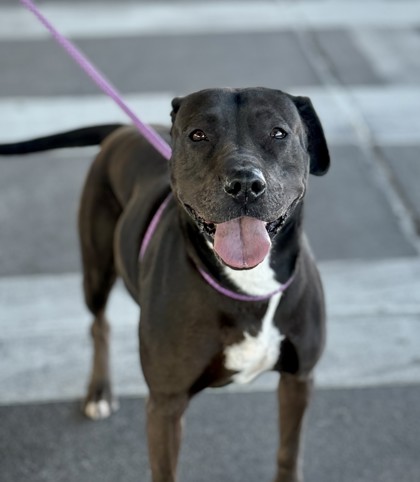 Sasha, a Pit Bull Terrier, available for adoption