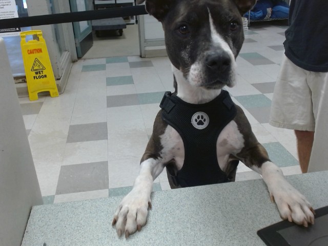 A479866, a Staffordshire Bull Terrier (mix breed), available for adoption