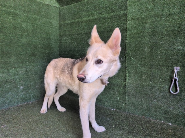 Mickey, a German Shepherd, available for adoption