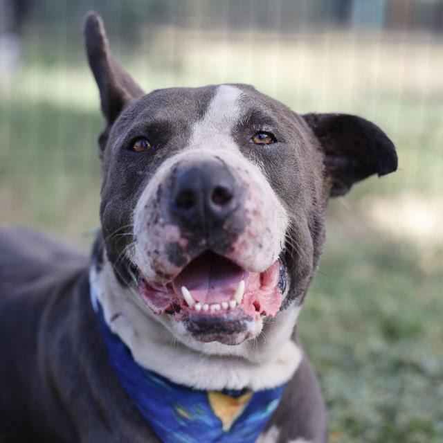 Harold, a American Staffordshire Terrier (mix breed), available for adoption