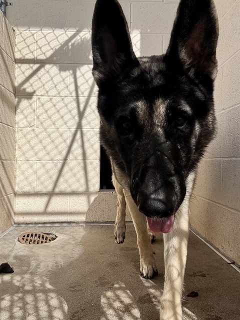 Amarillo, a German Shepherd (mix breed), available for adoption