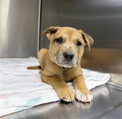 Luca, a Pit Bull Terrier, available for adoption