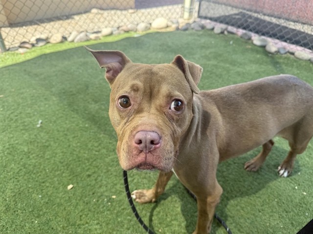 Billie, a American Bulldog (mix breed), available for adoption