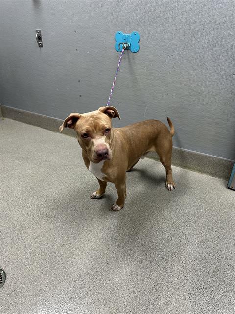 Finnegan, a Pit Bull Terrier, available for adoption