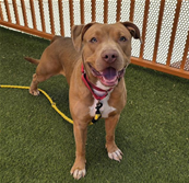 Finnegan, a Pit Bull Terrier, available for adoption