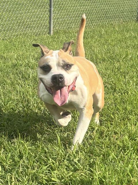 Money, a Pit Bull Terrier (mix breed), available for adoption