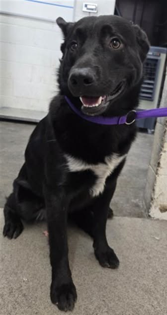 Levi, a German Shepherd, available for adoption