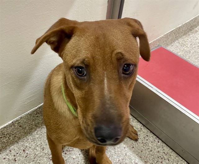 Bisquit, a Retriever, available for adoption