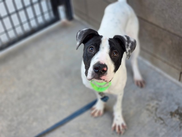 Archie, a Pit Bull Terrier (mix breed), available for adoption