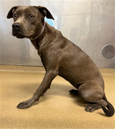 Princess, a Bullmastiff, available for adoption