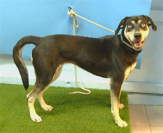 Lola, a German Shepherd, available for adoption