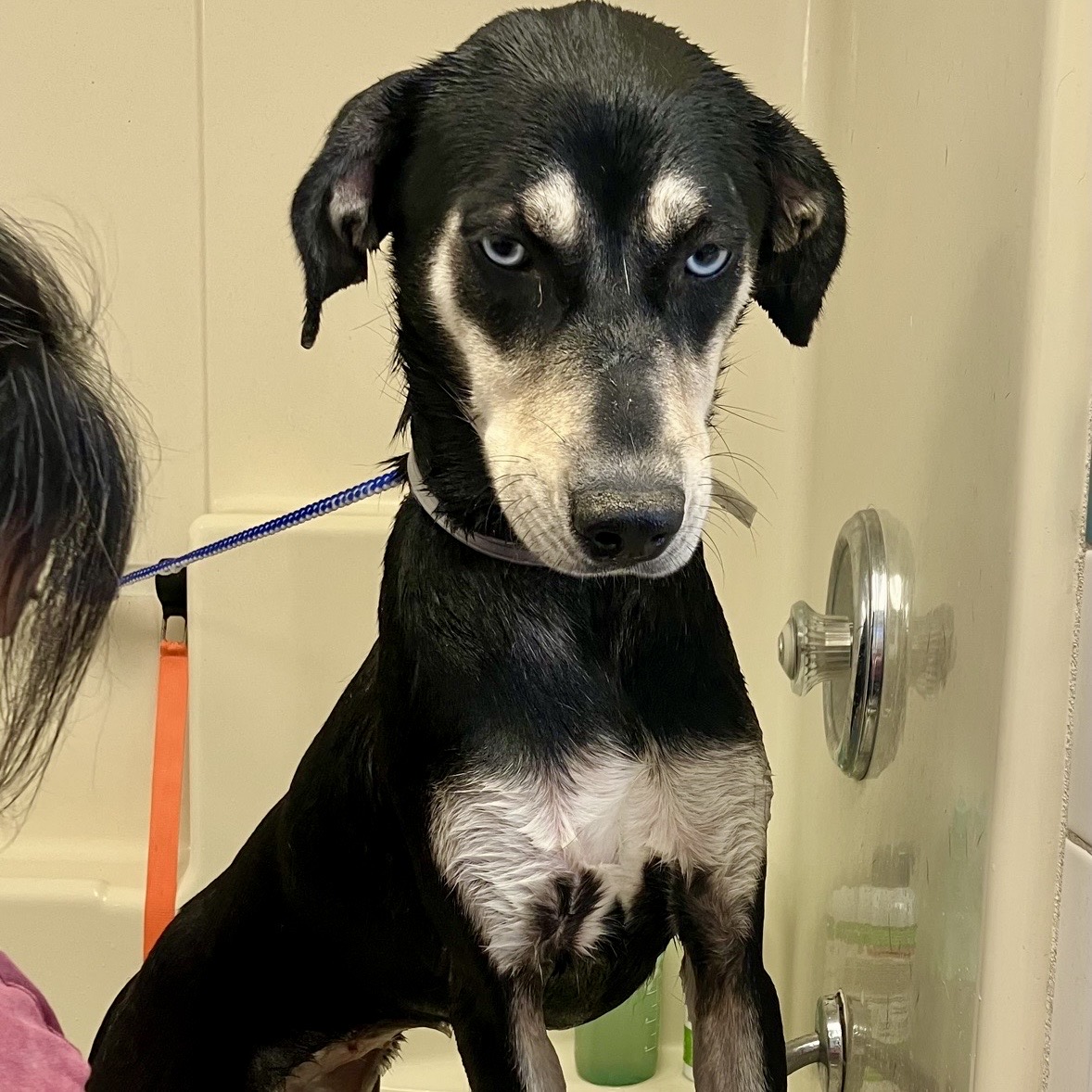 Lois, a German Shepherd, available for adoption