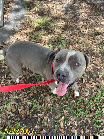 Spot, a Pit Bull Terrier, available for adoption
