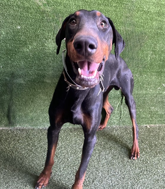Blue Jay, a Doberman Pinscher, available for adoption