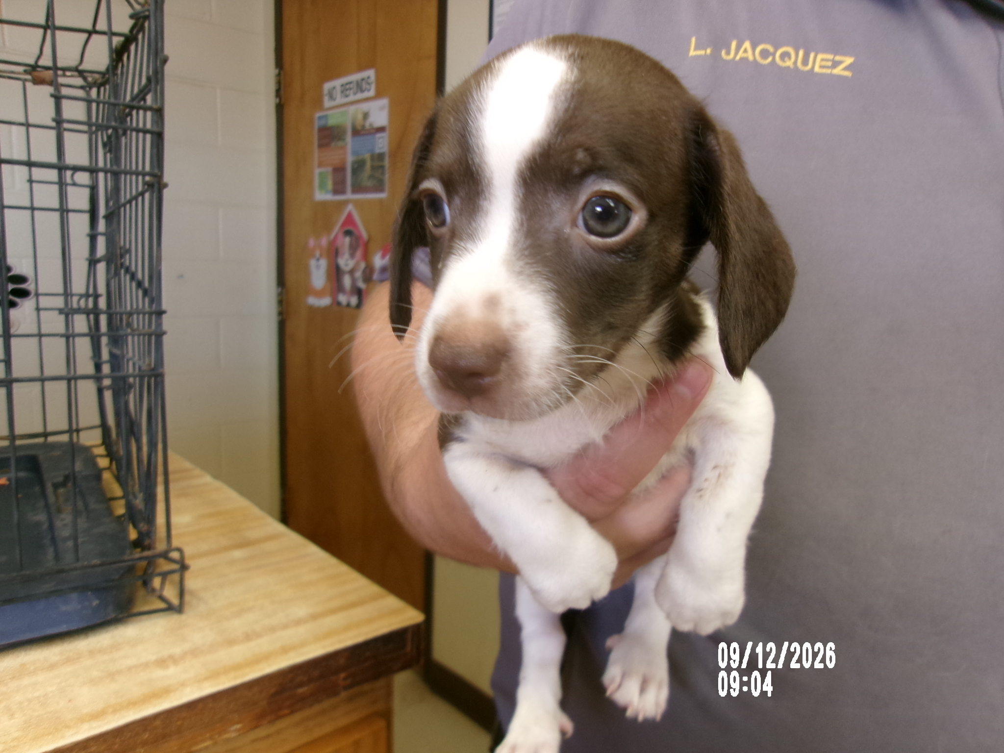 Paul, a Terrier (mix breed), available for adoption