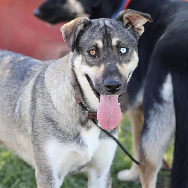 Pearl, a German Shepherd, available for adoption