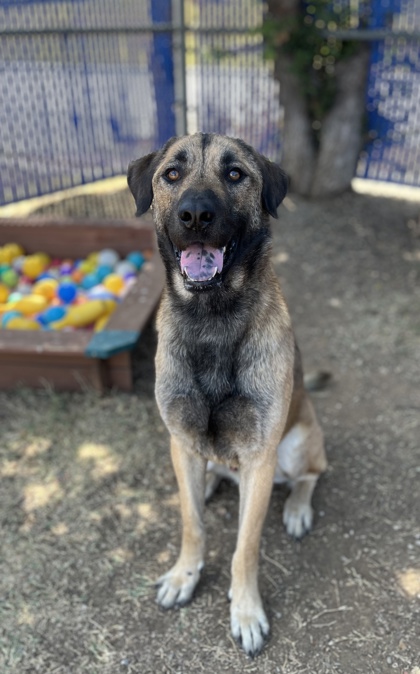 Pudding Pop, a Shepherd, available for adoption