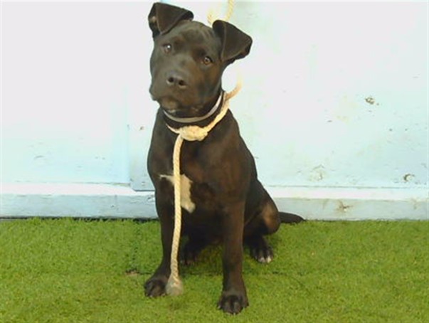 A5800825, a Labrador Retriever, available for adoption