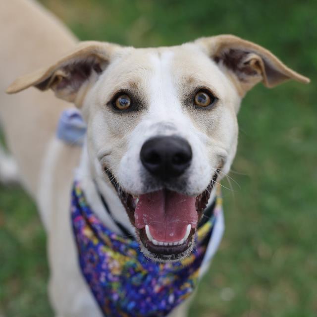 Luna, a American Staffordshire Terrier, available for adoption
