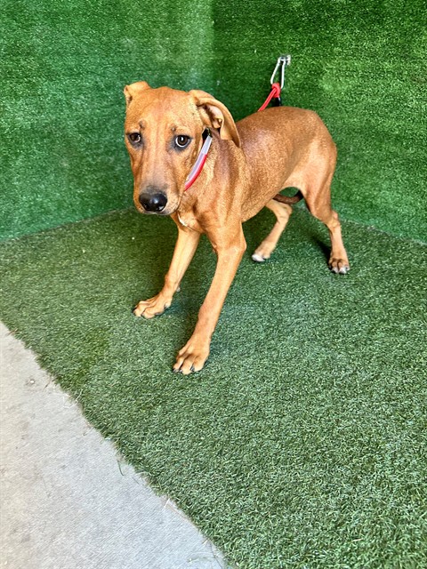 Marlene, a Rhodesian Ridgeback, available for adoption