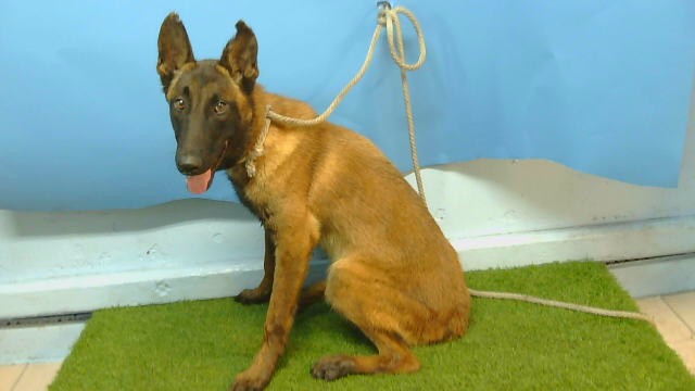 Lex, a Belgian Shepherd Malinois, available for adoption