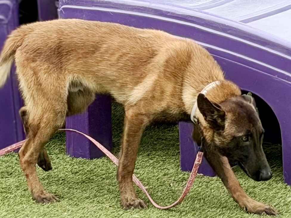 Lex, a Belgian Shepherd Malinois, available for adoption