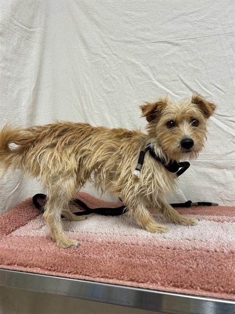 Sgt Blast, a Terrier, available for adoption