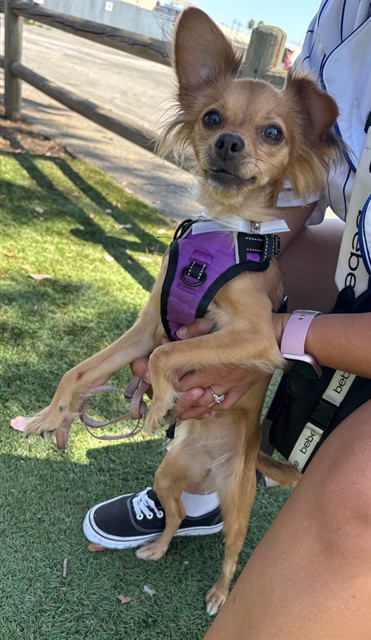 Princess, a Chihuahua, available for adoption