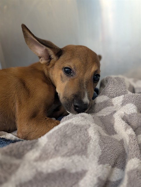 Hyunjin, a Rat Terrier (mix breed), available for adoption