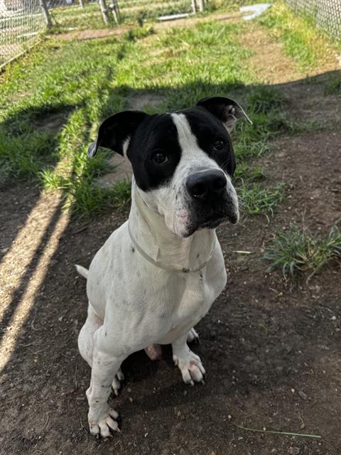 Ace, a Staffordshire Bull Terrier (mix breed), available for adoption