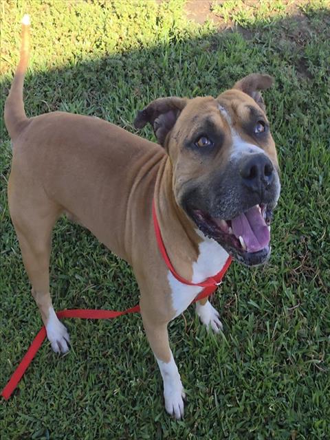 Jimmy Dean, a Pit Bull Terrier, available for adoption
