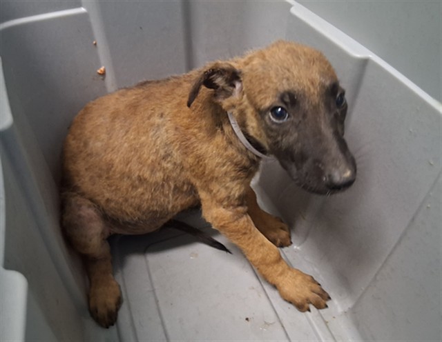 A5802091, a Belgian Shepherd Malinois, available for adoption