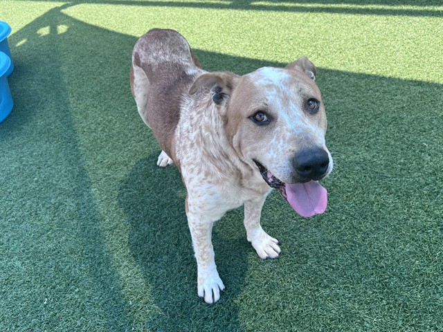 Peanut, a Pointer (mix breed), available for adoption