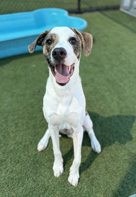 Choco, a Pointer (mix breed), available for adoption