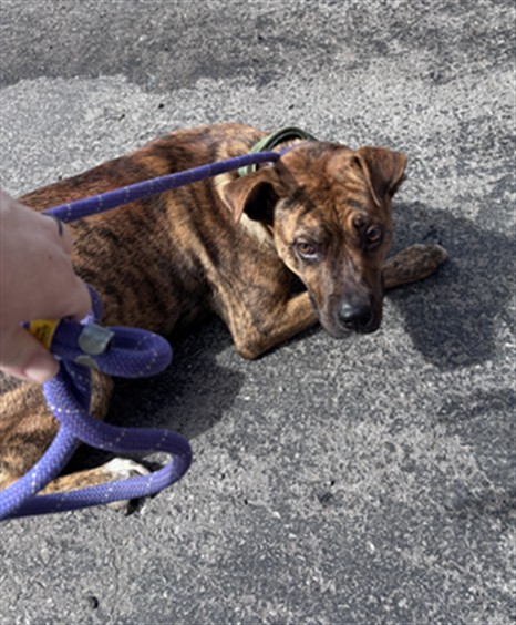 Dakota, a Pit Bull Terrier (mix breed), available for adoption