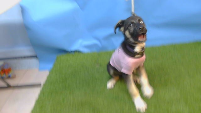 A5803308, a German Shepherd, available for adoption