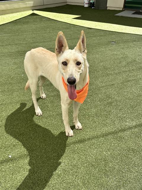 Eileen, a Carolina Dog, available for adoption