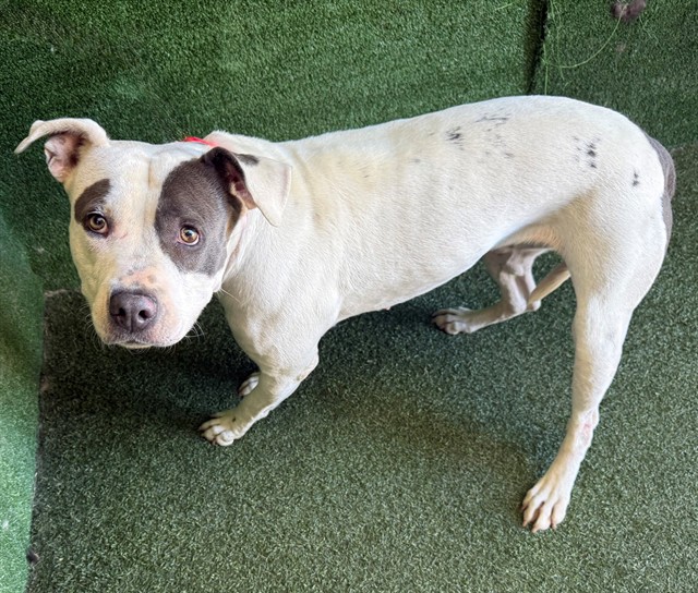 Cookie, a Pit Bull Terrier, available for adoption