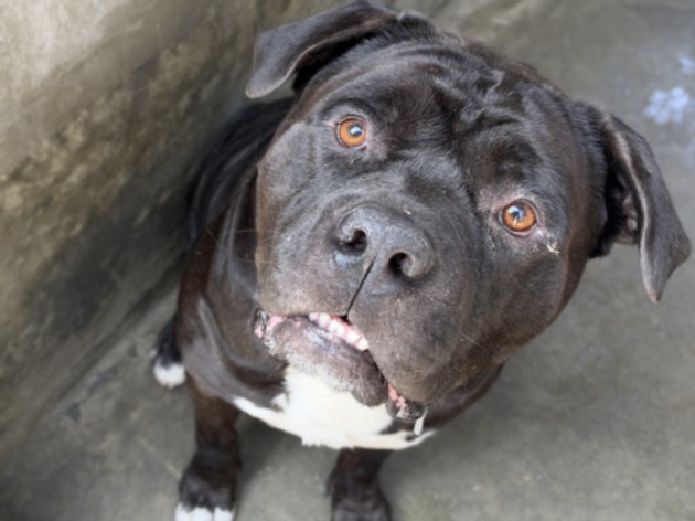Clover, a Pit Bull Terrier (mix breed), available for adoption