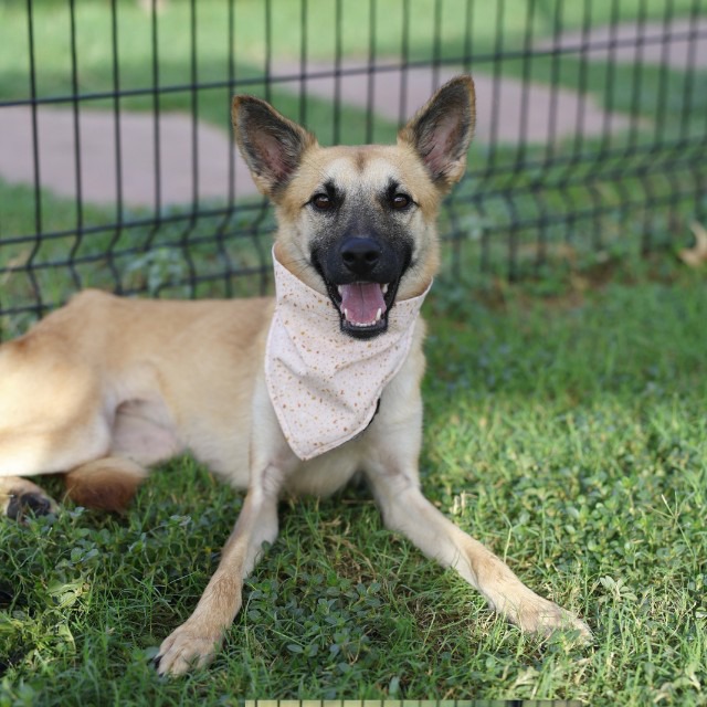 Cory, a Shepherd (mix breed), available for adoption