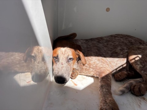 Kash, a Cattle Dog (mix breed), available for adoption