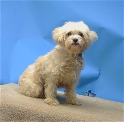 A5805091, a Poodle, available for adoption