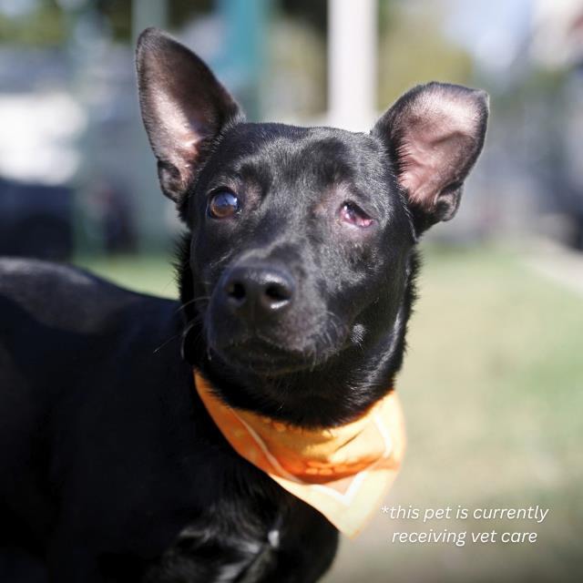 Goblin, a Rat Terrier, available for adoption